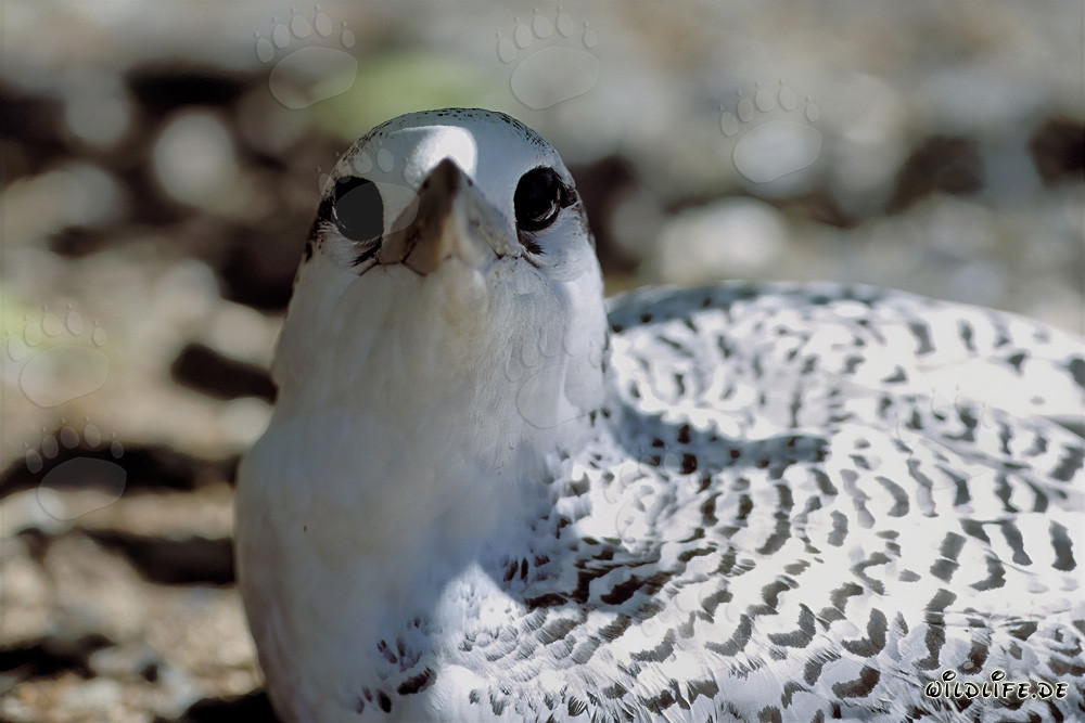 Elegante pulcino di rabarbaro codarossa a Midway Atoll