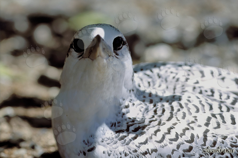Elegante polluelo de rabijunco de cola roja en Midway Atoll