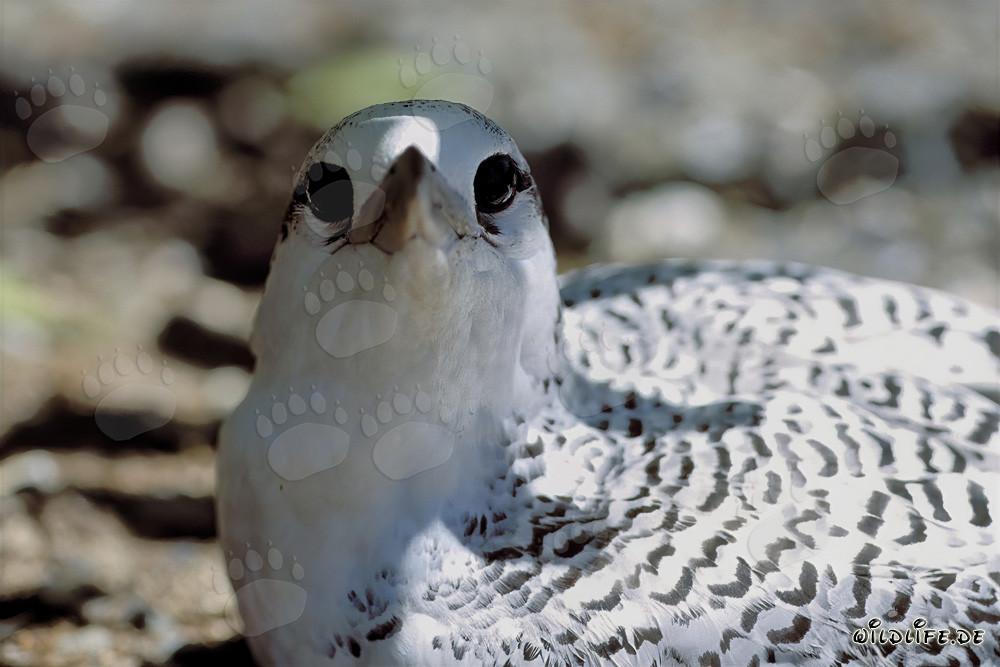 Elegantes Rotschwanz-Tropikvogel Küken auf Midway Atoll