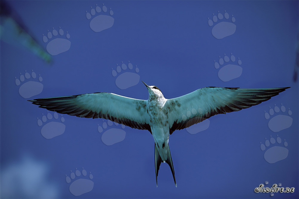 Fliegende Rußseeschwalbe