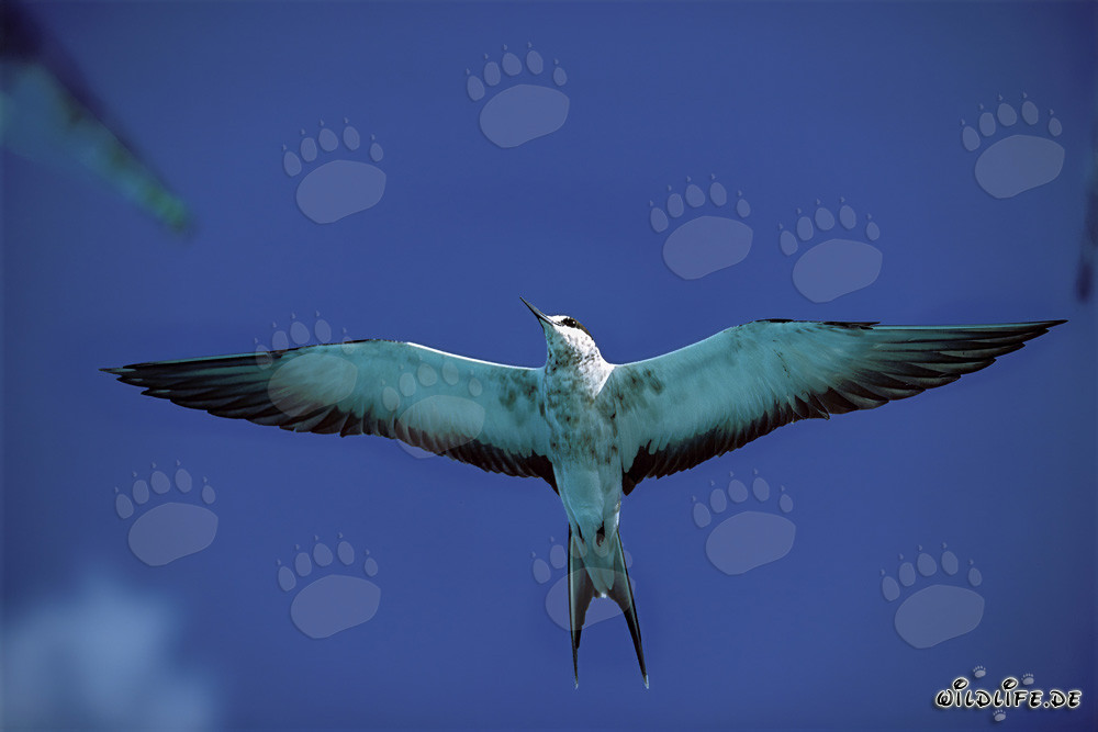 Flying Sooty Tern