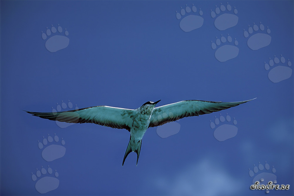 Fascinating sooty tern in the sky of Midway