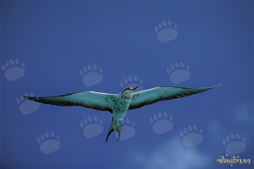 Affascinante Sterna fuliginosa nel cielo di Midway