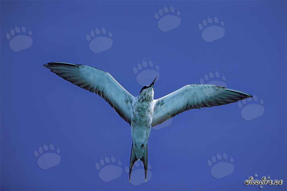 Elegante charrán sombrío con las alas extendidas sobre el Pacífico