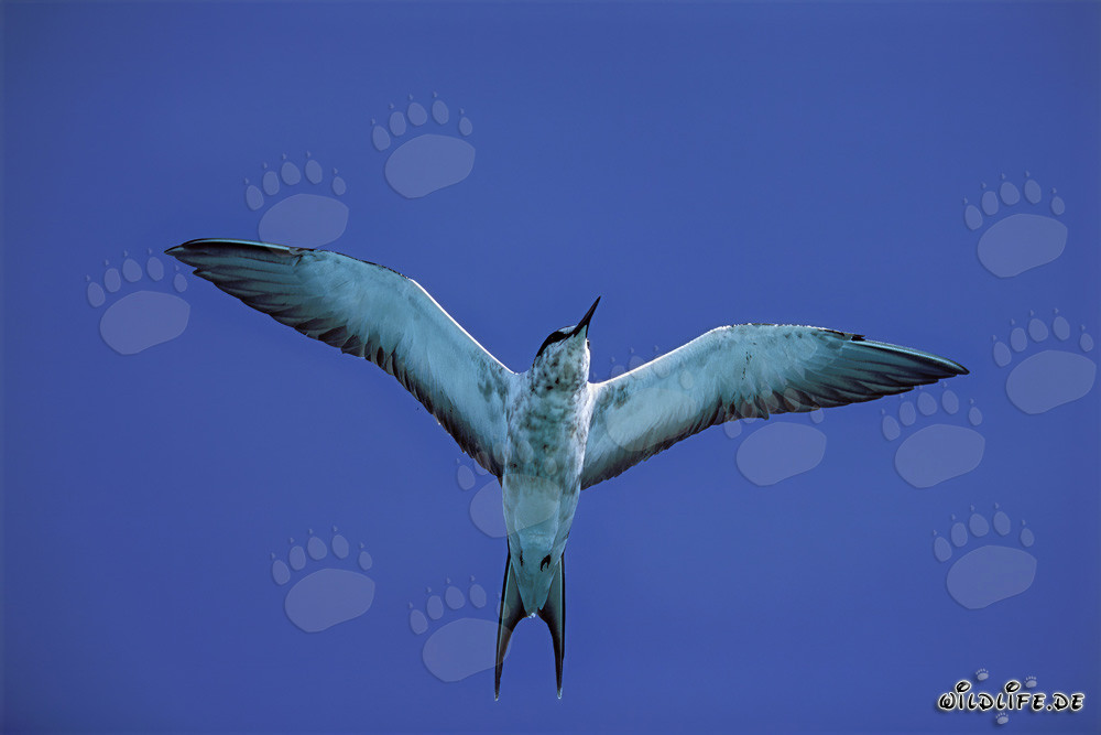 Graceful Sooty Tern soaring with wings spread over the Pacific