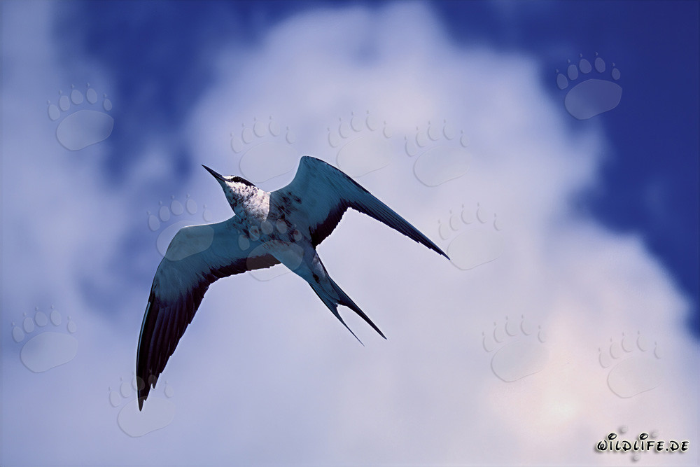 Fascinating Flying Sooty Tern soaring over the Hawaiian Islands