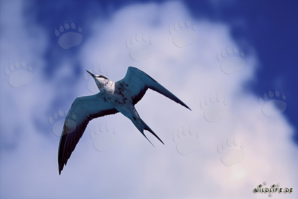 Affascinante sterna fumosa in volo sulle isole hawaiane