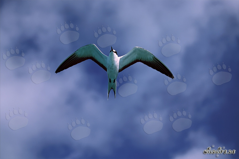 Elegante Charrán Pardo (Sterna fuscata) volando en la Isla Este, Hawái