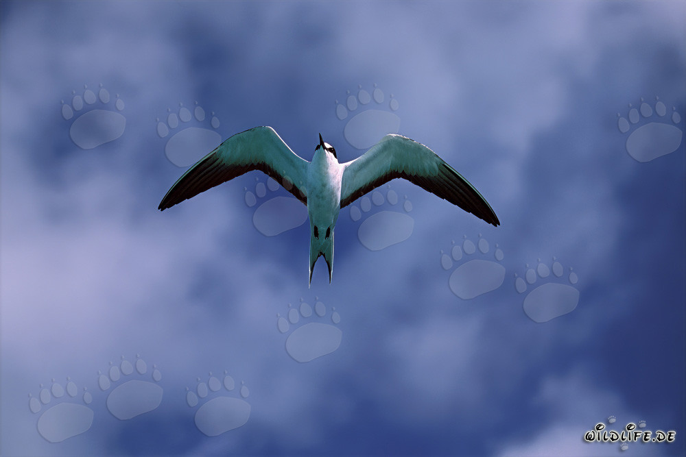 Anmutige Fliegende Rußseeschwalbe (Sterna fuscata) auf Eastern Island, Hawaii