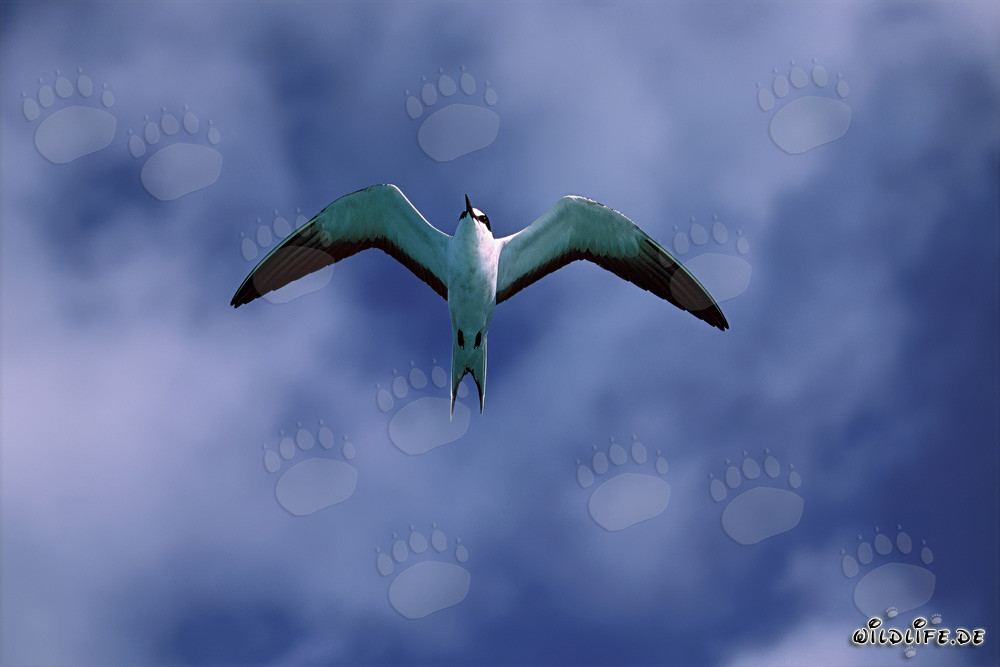 Graceful Flying Sooty Tern (Sterna fuscata) on Eastern Island, Hawaii