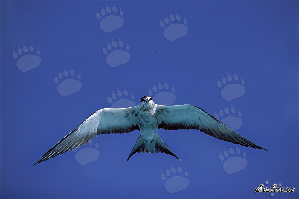 Fascinating Sooty Tern observing the calm sea