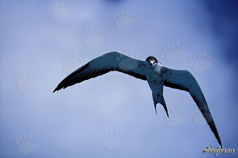 Anmutige Rußseeschwalbe über einer Lagune auf Midway Island