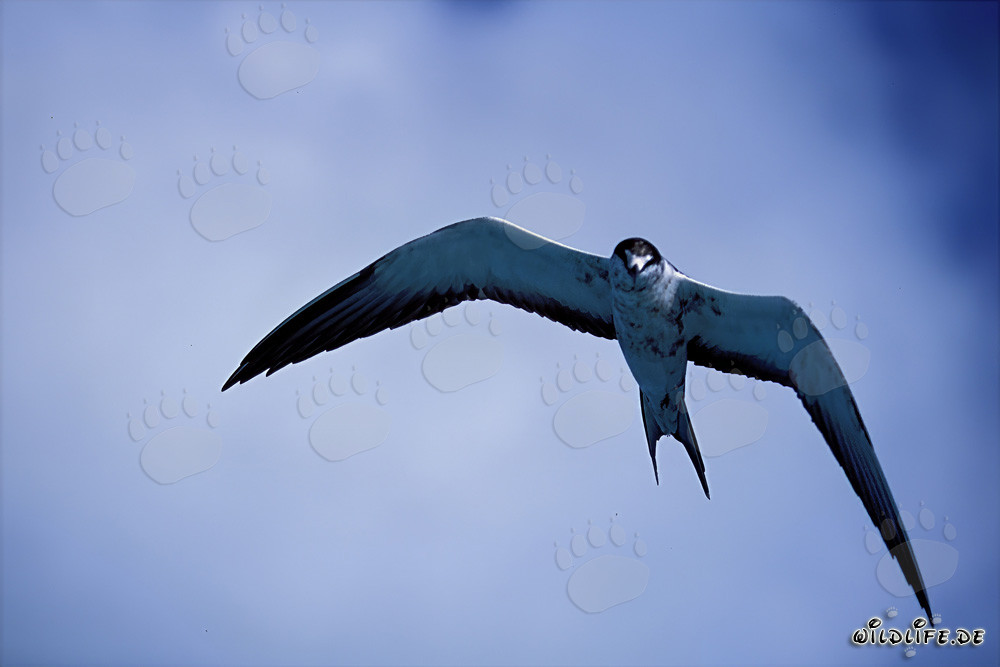 Graceful Sooty Tern flying over a lagoon in Midway Island