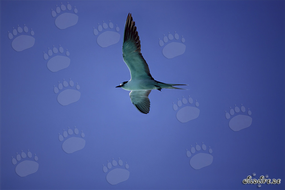 Graceful Sooty Tern glides over the Pacific Ocean