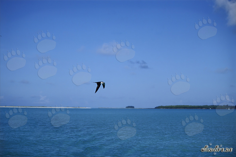 Graceful Sooty Tern soaring over the azure sea