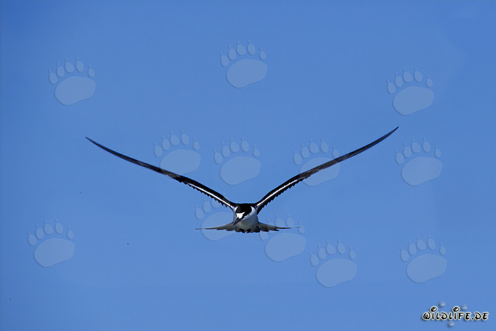 Sooty Tern above the Sea