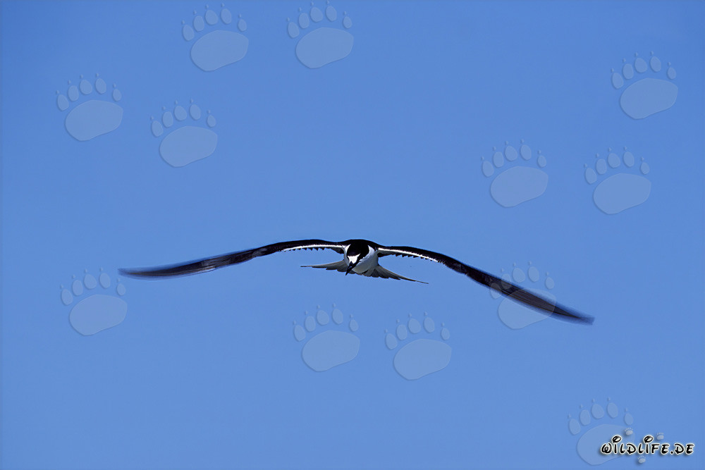 Anmutige Rußseeschwalbe gleitet majestätisch über das glitzernde Meer