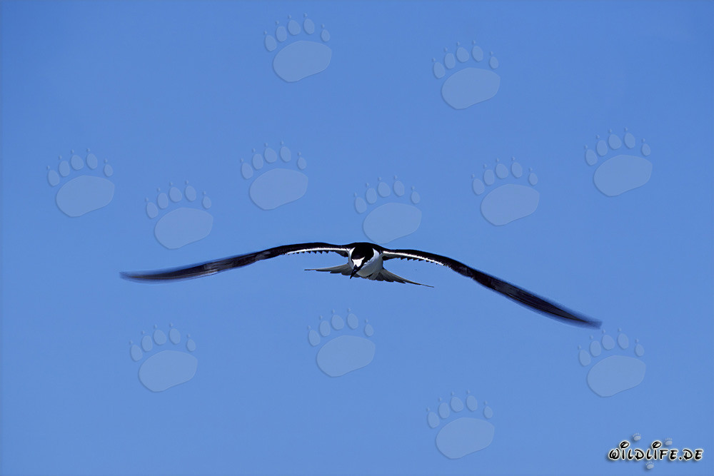Graceful Sooty Tern majestically glides over the shimmering sea
