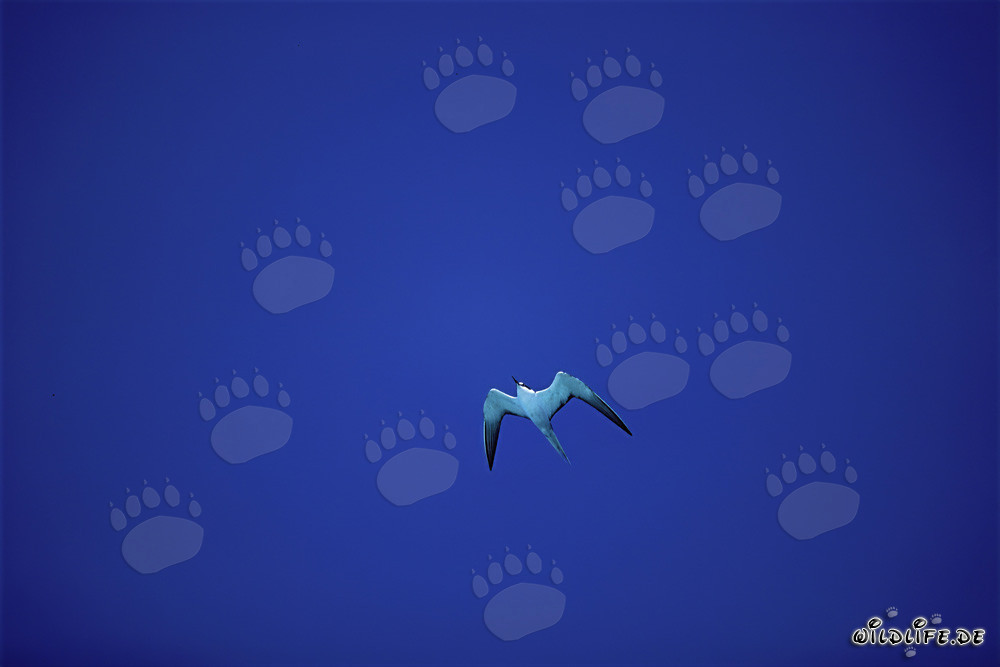 Graceful Sooty Tern gliding over the Pacific
