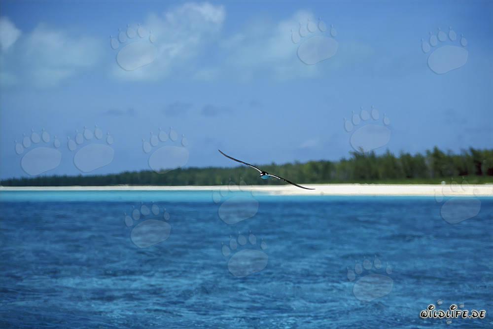 Rußseeschwalbe beim Nisten auf den Midway Islands