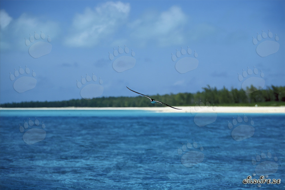 Sooty Tern Nesting on Midway Islands