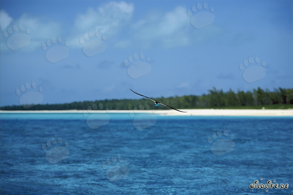Sterna fuscata nidificante sulle isole Midway