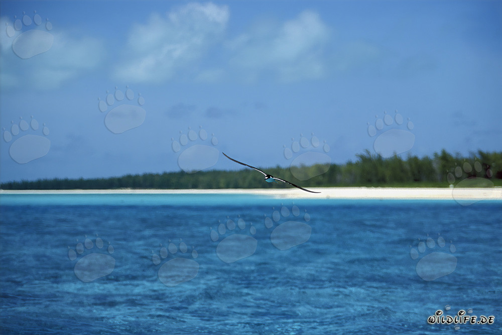 Sterne fuligineuse nichant sur les îles Midway