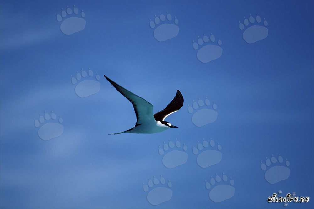 Fascinating Sooty Tern on the Journey to Eastern Island