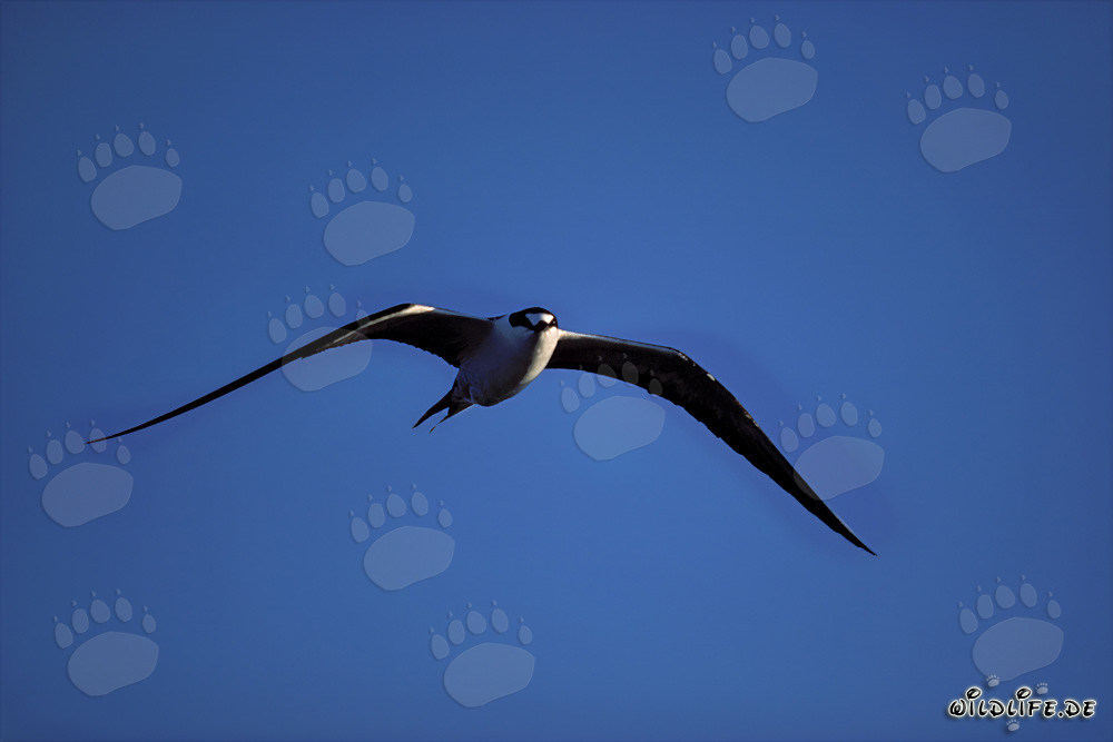 Flying Sooty Tern off Spit Island