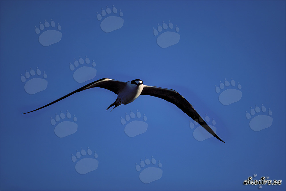 Gaviota negra frente a la isla Spit