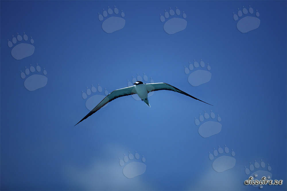 Fascinating Flying Sooty Tern over the Pacific Ocean