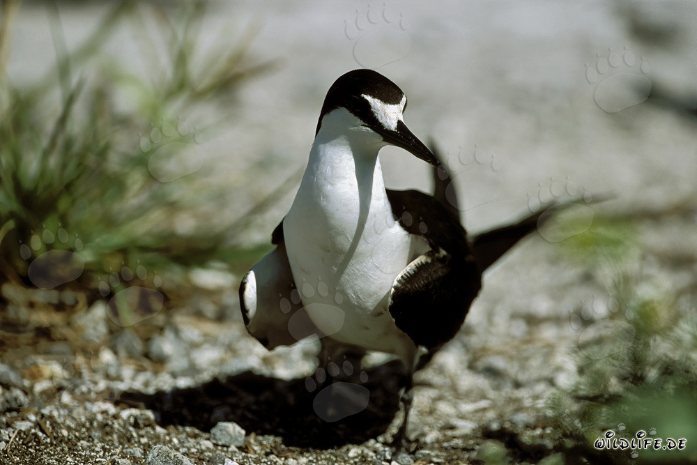 Affascinante sterna fuscata a Eastern Island