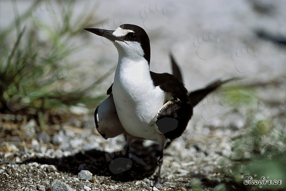 Fascinating Sooty Tern on its Nesting Ground in Hawaii