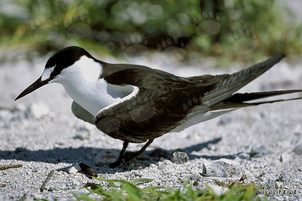 Sooty Tern on hard ground