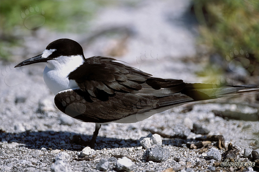 Faszinierende Rußseeschwalbe auf Eastern Island