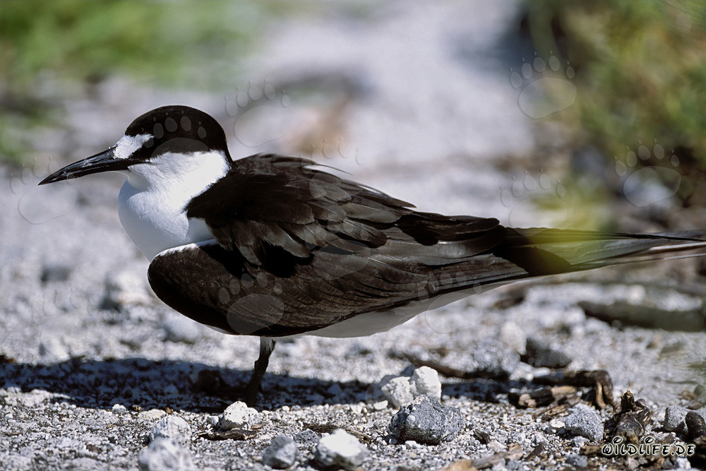 Fascinant sterne fuligineuse sur l'île de l'Est