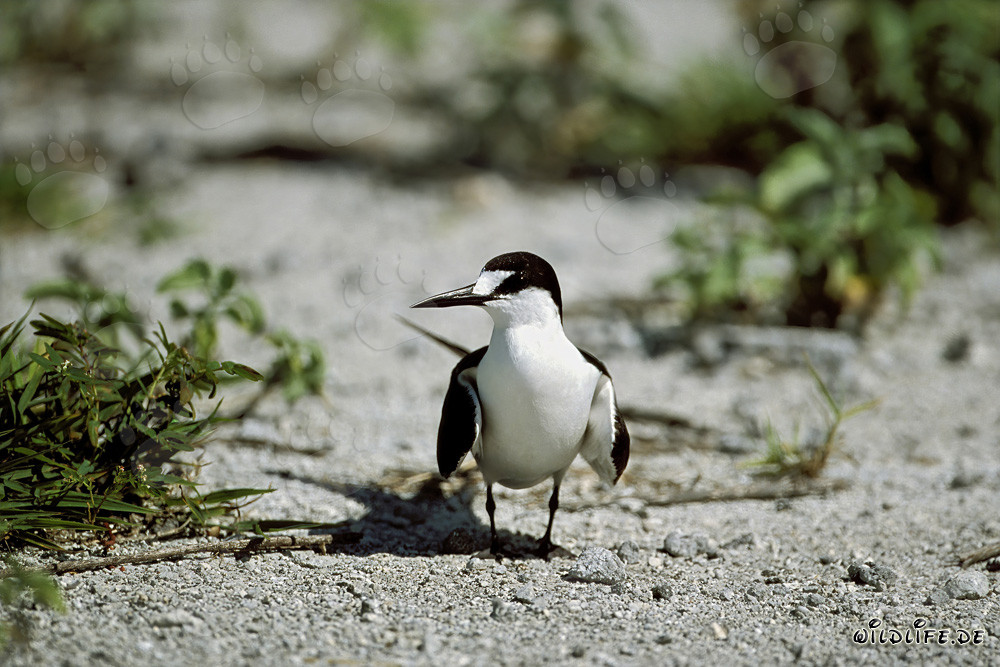 Sooty Tern on historic runway