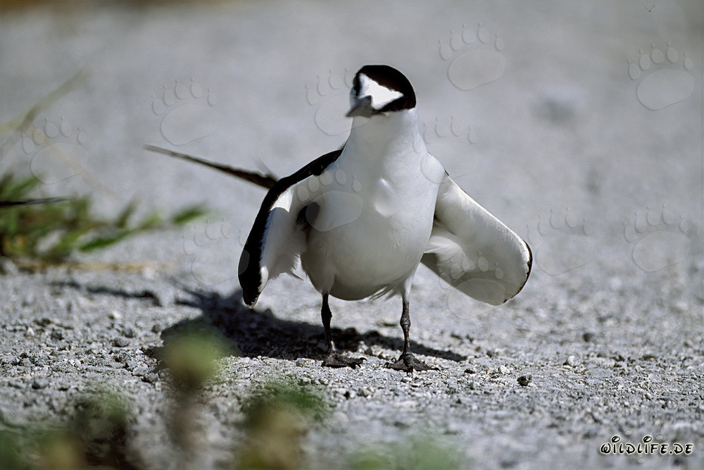 Fotografie einer Rußseeschwalbe auf dem Boden