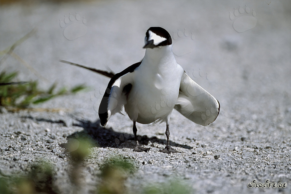 Photograph of a Sooty Tern on the ground