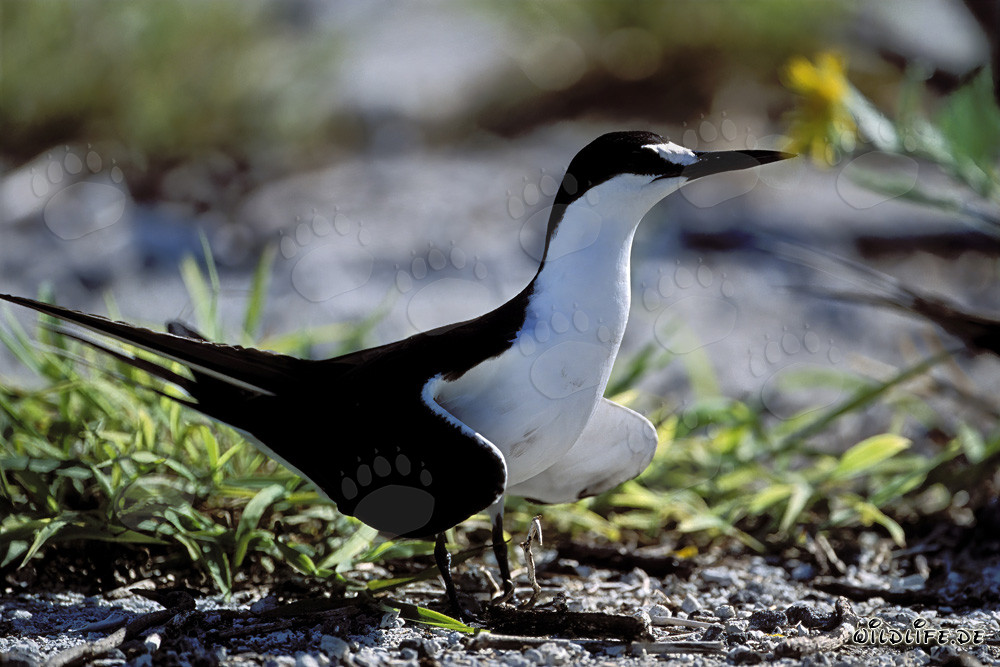 Fascinating Sooty Tern on Eastern Island