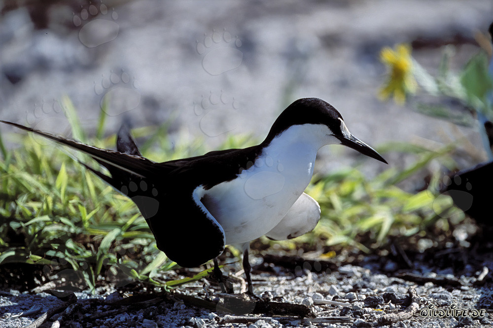 Fascinante charrán negro en la isla del Este
