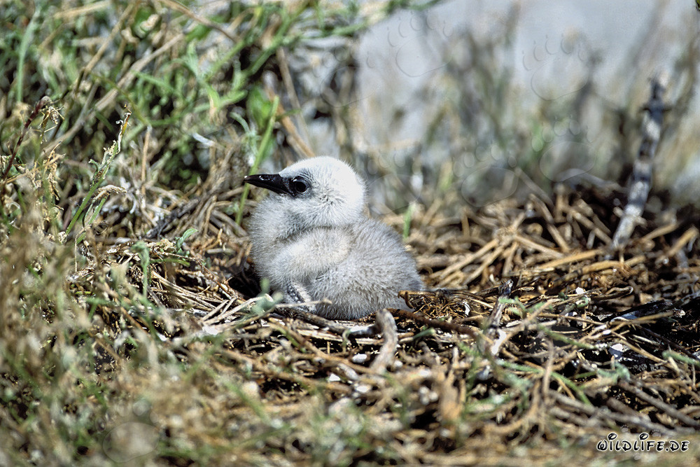Fascinant poussin de sterne fuligineuse à Midway Island à Hawaï