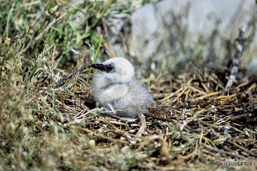 Faszinierendes Rußseeschwalbe Küken auf Midway Island in Hawaii