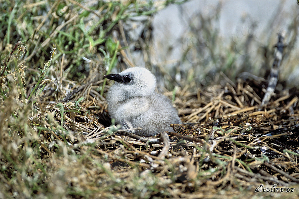 Fascinating Sooty Tern chick on Midway Island in Hawaii