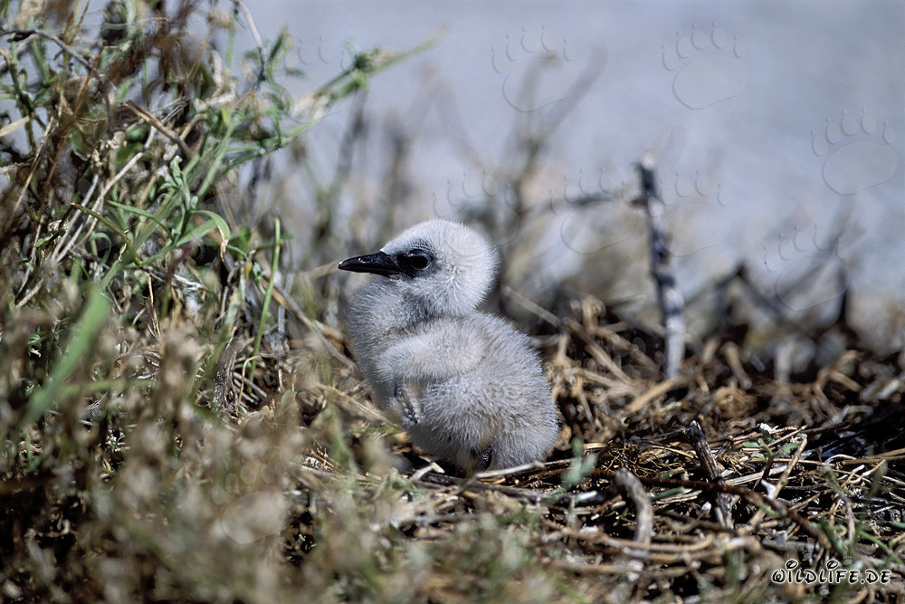 Adorable polluelo de charrán oscuro en la Isla del Este