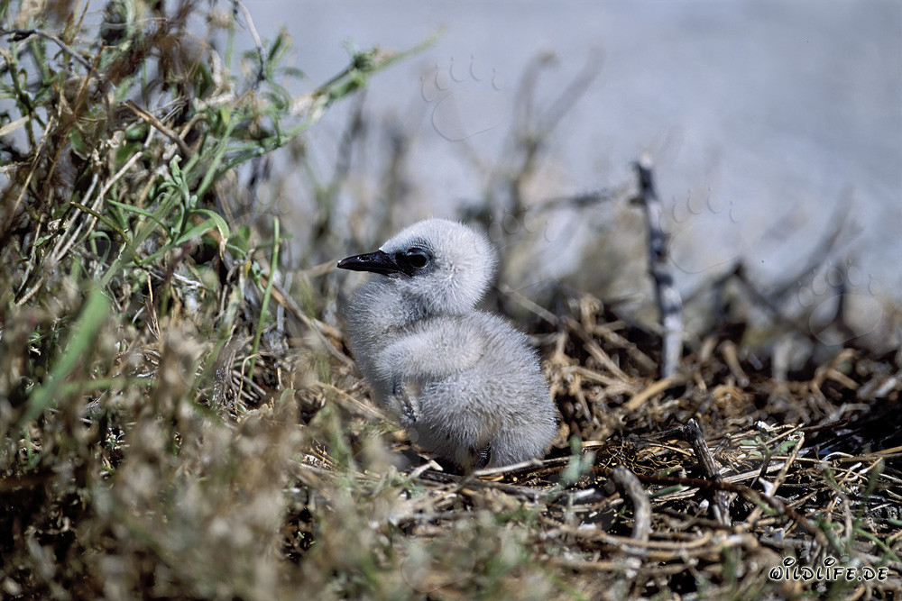 Fascinating Sooty Tern Chick at Eastern Island