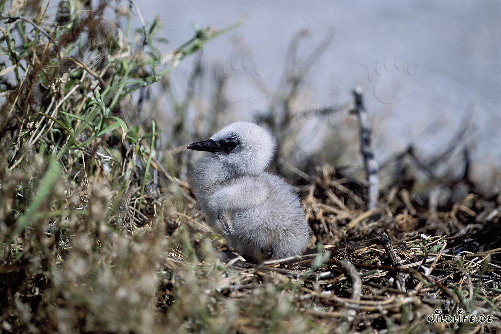 Adorabile pulcino di sterna fumosa sull'Isola Orientale