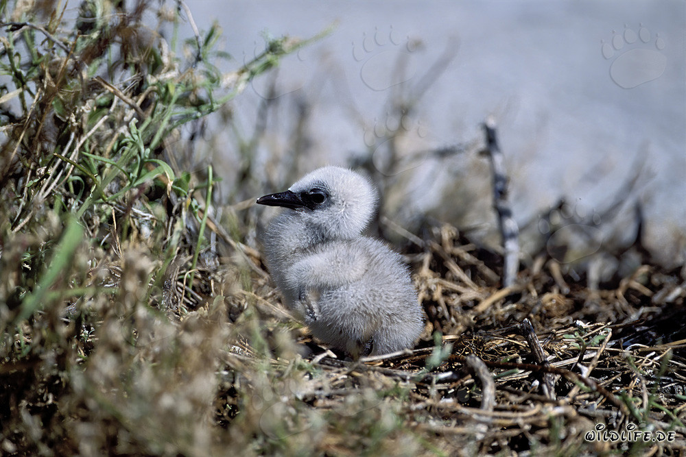 Adorable poussin de sterne fuligineuse sur l'île de l'Est