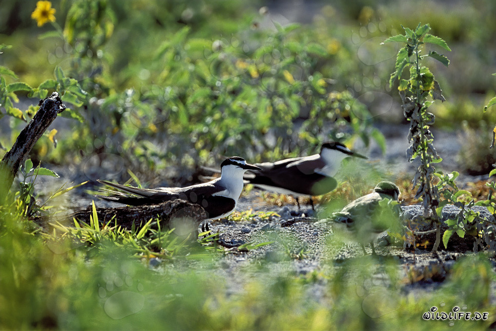 Fascinating Sooty Terns with adorable chicks on Eastern Island, Hawaii