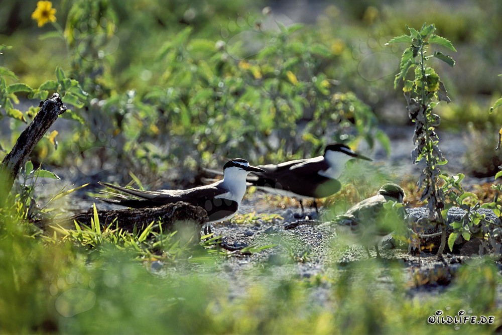 Fascinantes sternes fuligineuses avec de mignons poussins sur l'île de l'Est, Hawaï